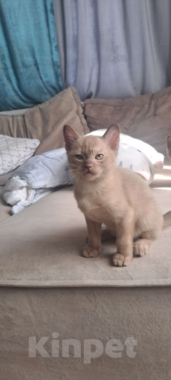 Кошки в Ставрополе: Бурманский котенок Мальчик, 50 000 руб. - фото 9