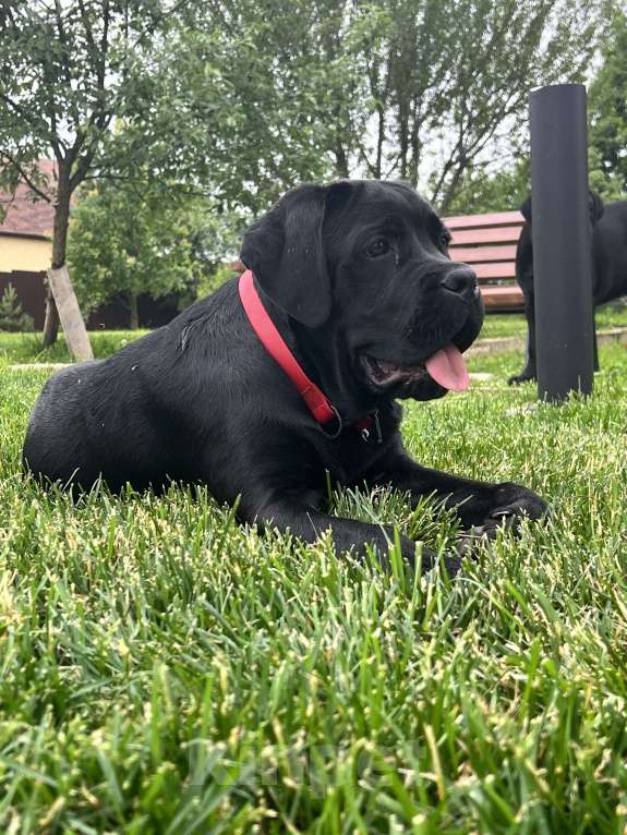 Собаки в Дмитрове: Щенок Кане Корсо Девочка, 50 000 руб. - фото 6