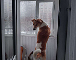 Собаки в Зеленограде: Джолин - добрая девочка ищет новый дом! Девочка, Бесплатно - фото 2