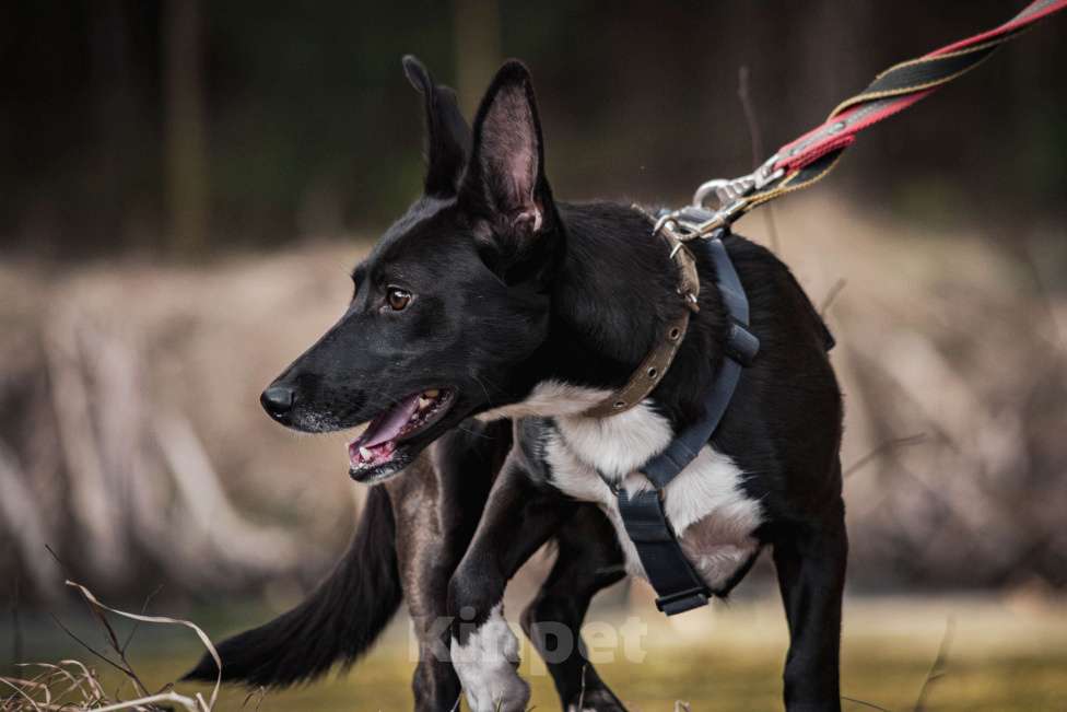 Собаки в Москве: Собака метис корги кардиган в добрые руки Девочка, Бесплатно - фото 5