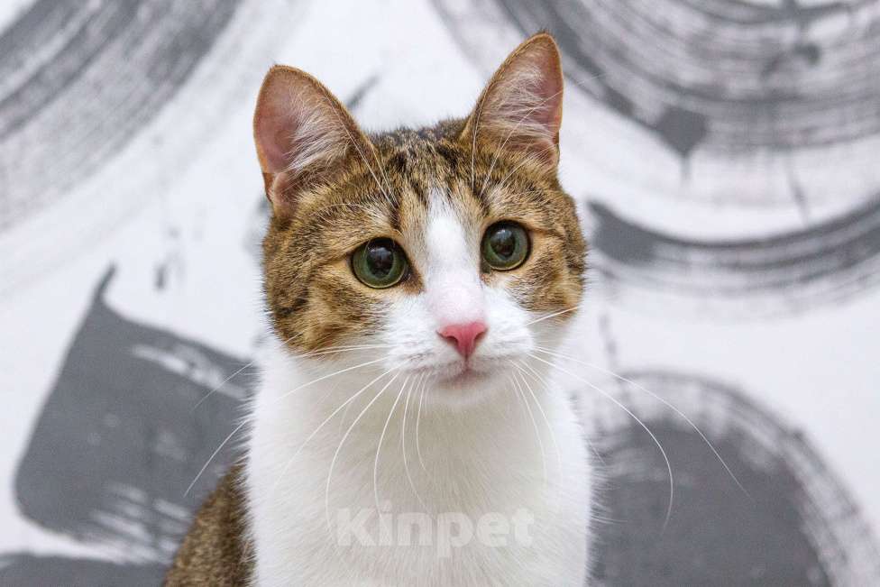 Кошки в Москве: Братик и сестренка нуждаются в семье! Мальчик, Бесплатно - фото 2