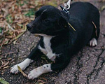 Собаки в Москве: Маленький коротколапик Тоби ищет дом! Вес 7 кг Девочка, Бесплатно - фото 3