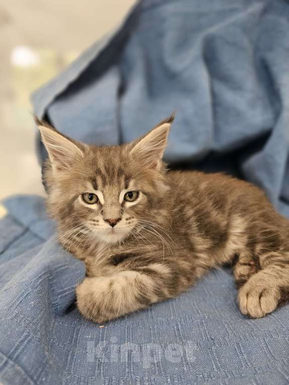 Кошки в Ореховом-Зуево: Прекрасные клубные мейн куны Мальчик, 45 000 руб. - фото 5