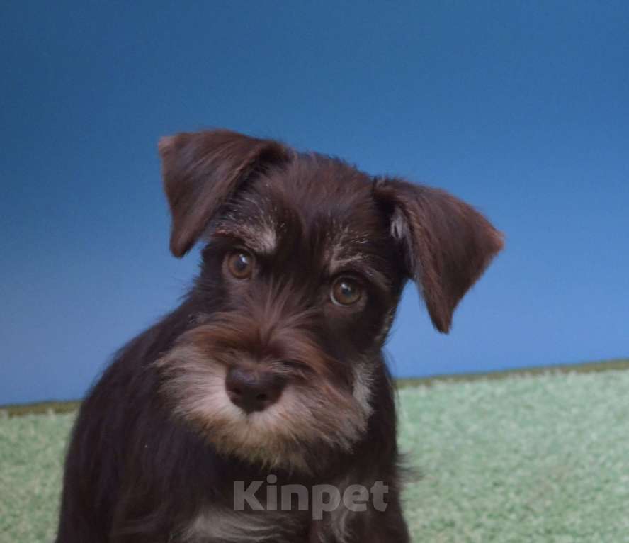 Собаки в Екатеринбурге: Шоколадная девочка цвергшнауцер Девочка, Бесплатно - фото 2