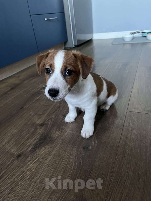 Собаки в Ярославле: Щенки Джек Рассел терьера Мальчик, Бесплатно - фото 4