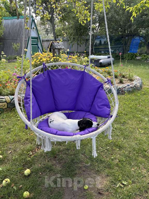 Собаки в других городах Волгоградской области: Продаю таксу окраса пайболт в хорошие руки Девочка, 15 000 руб. - фото 6