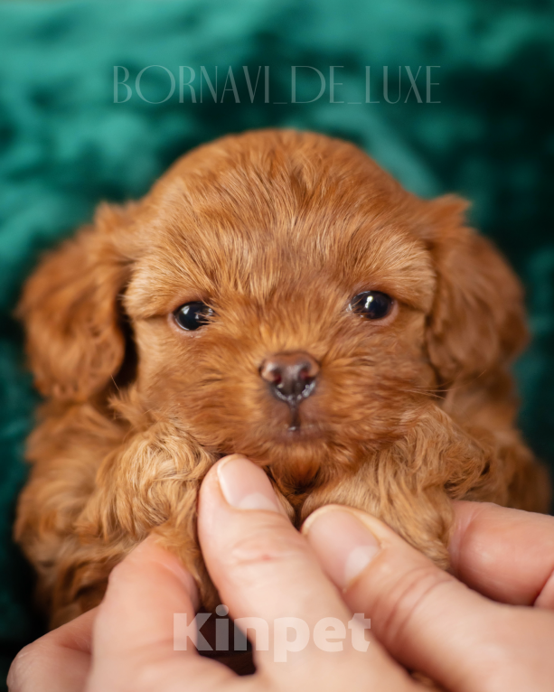 Собаки в Самаре: Щенок мальтипу Самара Мальчик, Бесплатно - фото 1