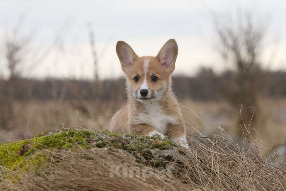 Собаки в Санкт-Петербурге: Щенок вельш корги пемброк Мальчик, 50 000 руб. - фото 2
