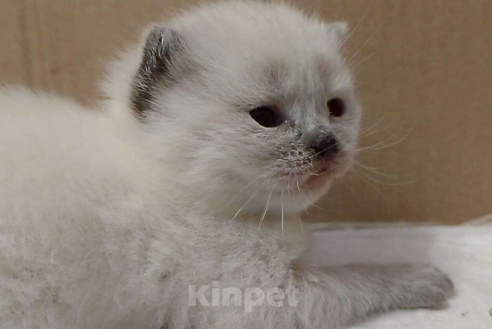 Кошки в Ростове-на-Дону: Шотландские котята Девочка, 15 000 руб. - фото 1