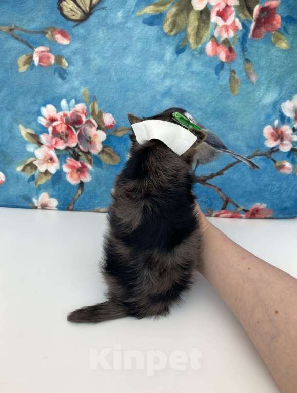 Собаки в Москве: Йорк с зелёно голубыми глазами мальчик стандарт Девочка, 60 000 руб. - фото 10