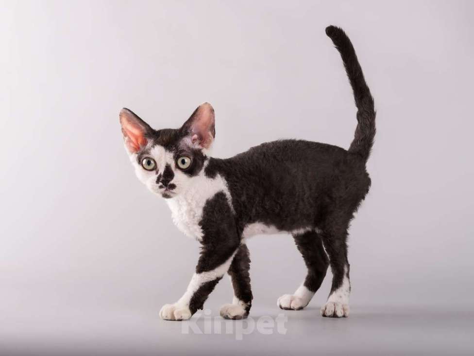 Кошки в Москве: Роскошный котенок девон-рекс  Мальчик, 37 000 руб. - фото 4