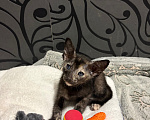 Кошки в других городах Московской области: Ориентальный котёнок Мальчик, 30 000 руб. - фото 2