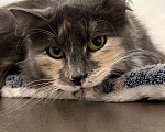 Кошки в Москве: Скромница Анфиса ищет дом Девочка, Бесплатно - фото 6