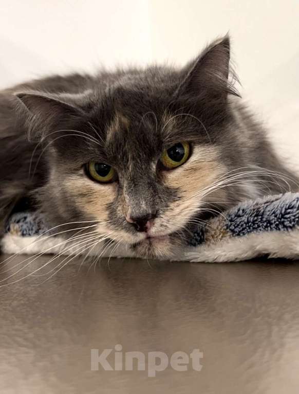 Кошки в Москве: Скромница Анфиса ищет дом Девочка, Бесплатно - фото 6