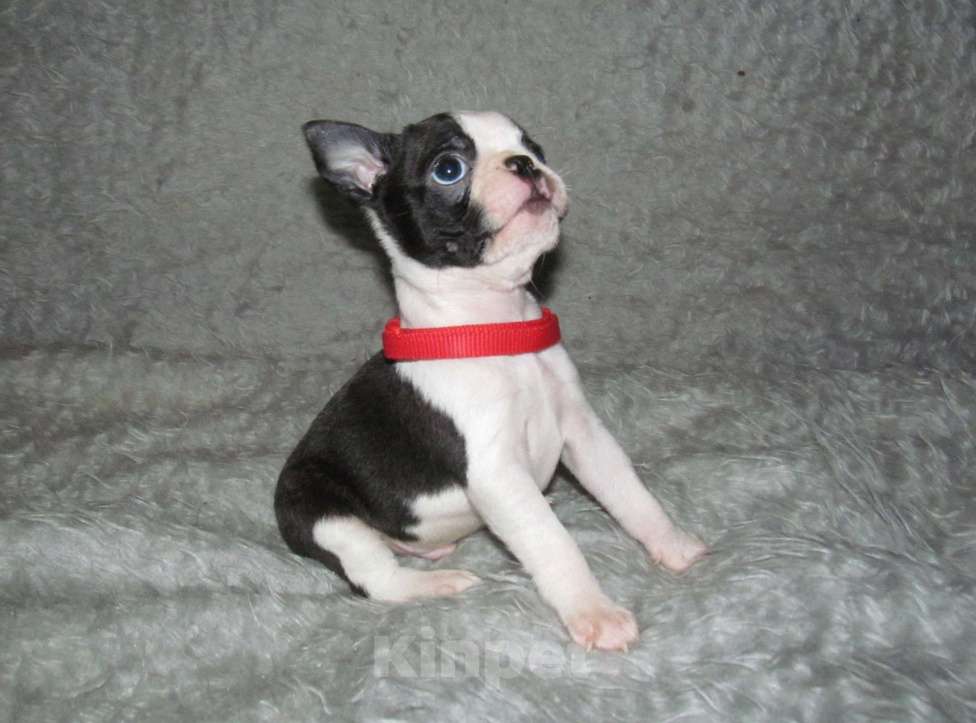 Собаки в Пскове: Щенки бостон терьера Мальчик, 50 000 руб. - фото 6