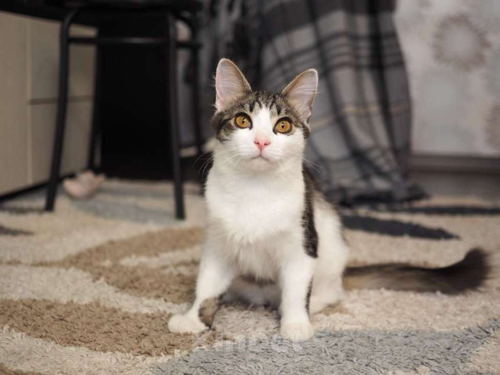 Кошки в Москве: Луис — котёнок-компаньон ищет дом Мальчик, 1 руб. - фото 7