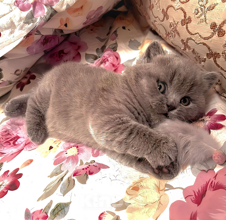 Кошки в Москве: Британские к/ш голубые котята  Мальчик, Бесплатно - фото 6