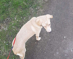Собаки в Санкт-Петербурге: потерялась собака Мальчик, Бесплатно - фото 1