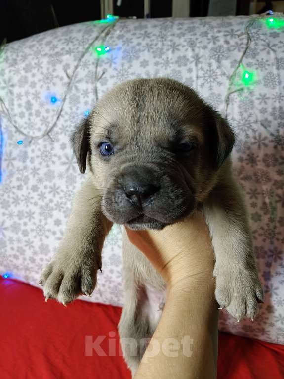 Собаки в других городах Краснодарского края: Кане-Корсо, щенок Мальчик, 30 000 руб. - фото 7