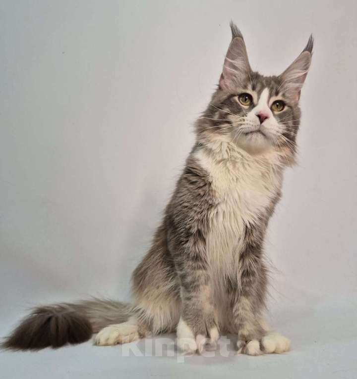 Кошки в Ставрополе: Мейн-Кун Мальчик, 40 000 руб. - фото 2