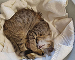 Кошки в Феодосии: Без имени  Девочка, Бесплатно - фото 3