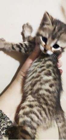 Кошки в Кемерово: Бенгальский котенок Мальчик, 5 000 руб. - фото 2