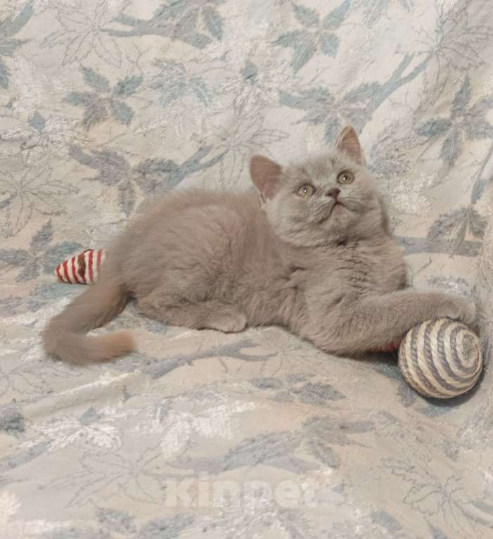 Кошки в Москве: Прямоухий  котенок лилового окраса Девочка, 20 000 руб. - фото 2