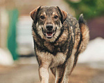 Собаки в Лосином-Петровском: Дарк валентинка в добрые руки Мальчик, Бесплатно - фото 1