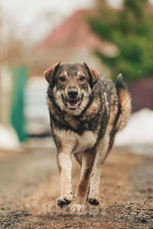 Собаки в Лосином-Петровском: Дарк валентинка в добрые руки Мальчик, Бесплатно - фото 1