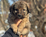 Собаки в Королеве: Щенки метисы овчарки Девочка, Бесплатно - фото 3