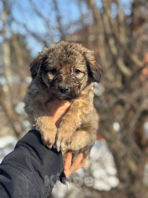 Собаки в Королеве: Щенки метисы овчарки Девочка, Бесплатно - фото 3