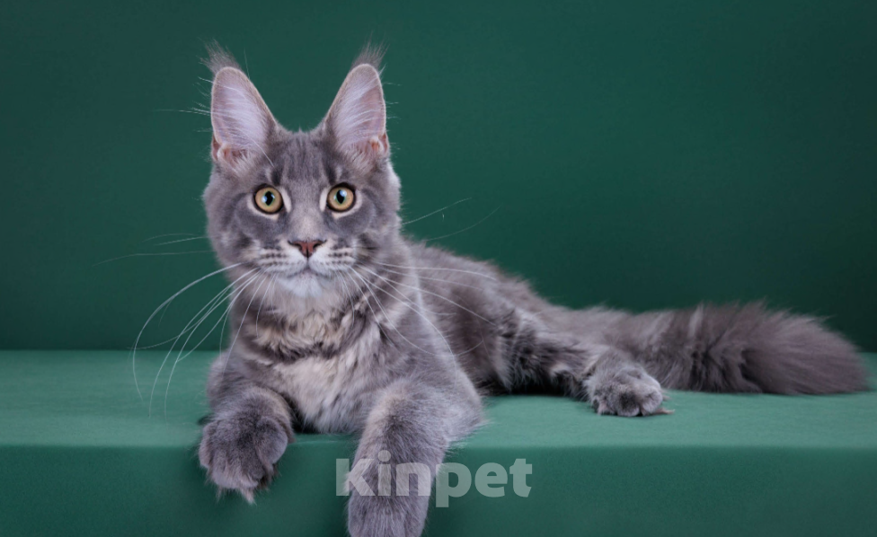 Кошки в Красногорске: Котенок мейн кун Мальчик, 45 000 руб. - фото 3