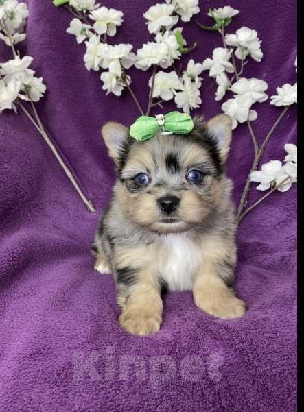 Собаки в Москве: Йорк с двумя синими глазами мальчик мерле Мальчик, 120 000 руб. - фото 2