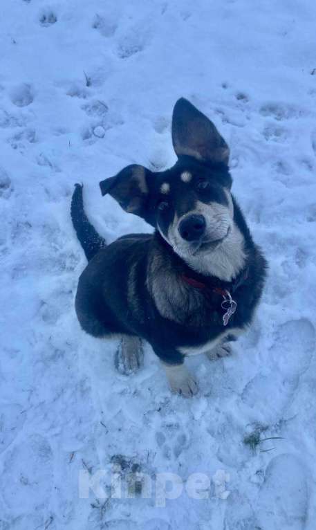 Собаки в Москве: Белоснежка ищет дом Девочка, Бесплатно - фото 5