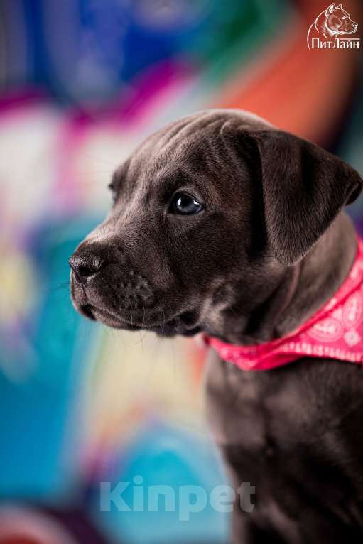 Собаки в Ульяновске: Американский питбультерьер, щенок Девочка, Бесплатно - фото 7