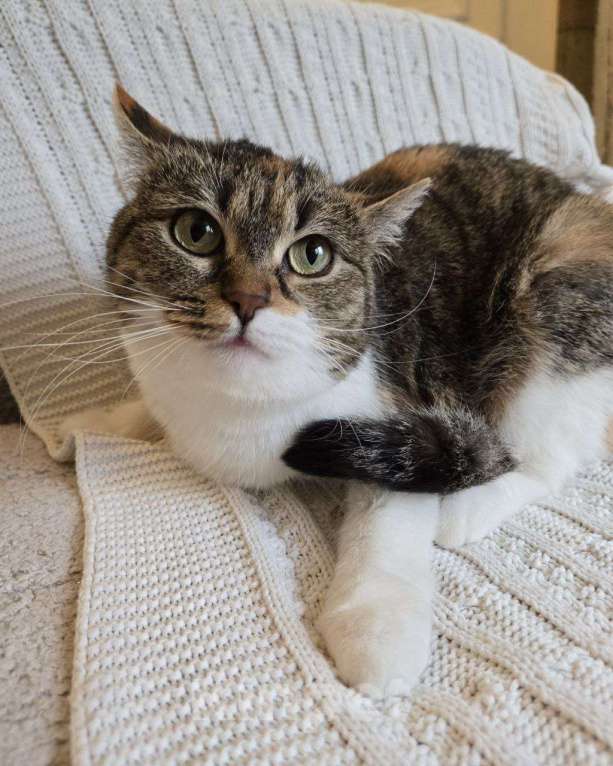 Кошки в Москве: Картошечка ищет дом Девочка, Бесплатно - фото 3