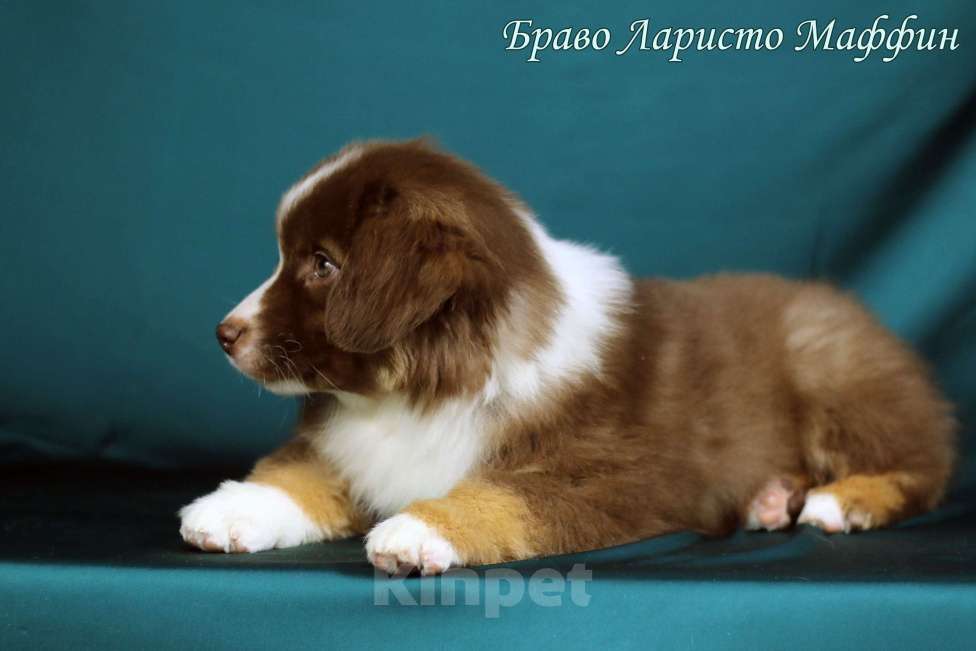 Собаки в Рязани: Щенки Миниатюрной американской овчарки. Мальчик, Бесплатно - фото 3