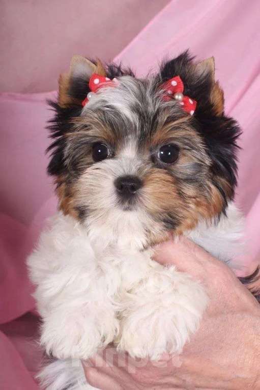 Собаки в Москве: Девочка Бивер Девочка, 90 000 руб. - фото 2