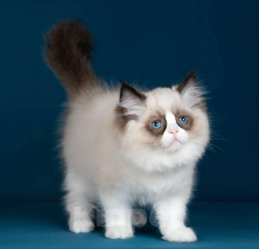 Кошки в Москве: Рэгдолл котята  Девочка, Бесплатно - фото 2