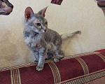Кошки в Ачинске: Горячее счастье Сфинкс, 100 руб. - фото 3