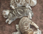 Кошки в Кулебаках: Котята, 6 000 руб. - фото 4