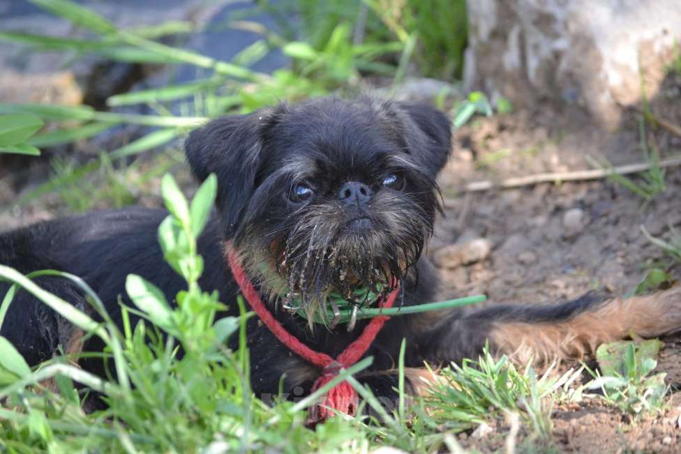 Собаки в Пскове: Бельгийский гриффон Мальчик, 50 000 руб. - фото 2