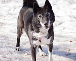 Собаки в Москве: Ласковая домашняя Лика мечтает вновь обрести семью Девочка, Бесплатно - фото 5
