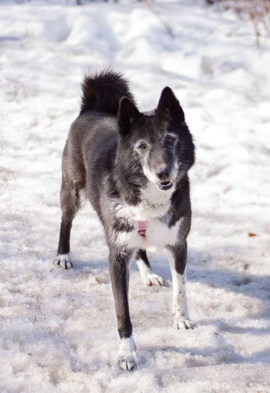 Собаки в Москве: Ласковая домашняя Лика мечтает вновь обрести семью Девочка, Бесплатно - фото 5