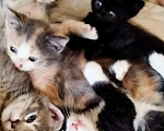 Кошки в Севастополе: Отдам в добрые руки четырёх славных котят.  Девочка, Бесплатно - фото 6