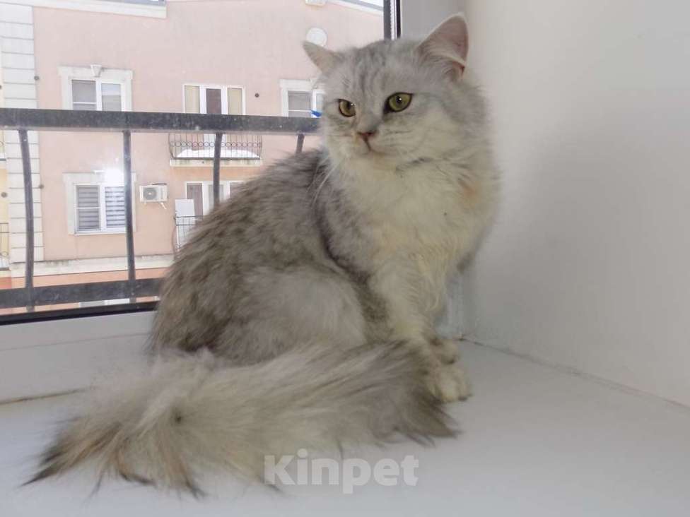 Кошки в Москве: Шотландский длинношерстный прямоухий мальчик Мальчик, 15 000 руб. - фото 1