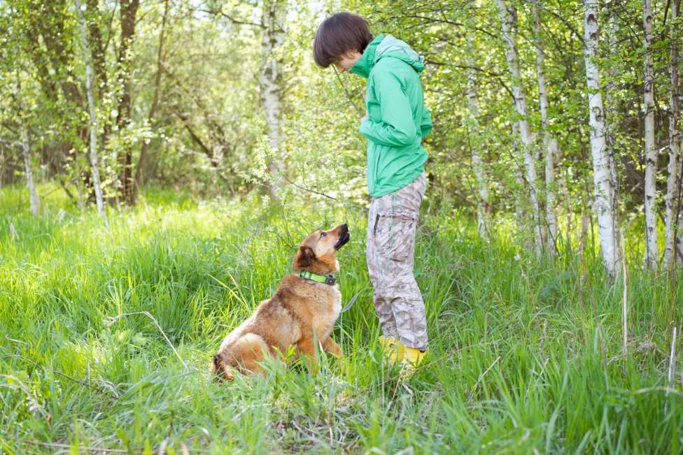 Собаки в Москве: Собака-липучка, компаньон, который везде следует за человеком. Мальчик, Бесплатно - фото 3