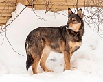 Собаки в Перми: Майра ищет дом Девочка, 1 руб. - фото 2