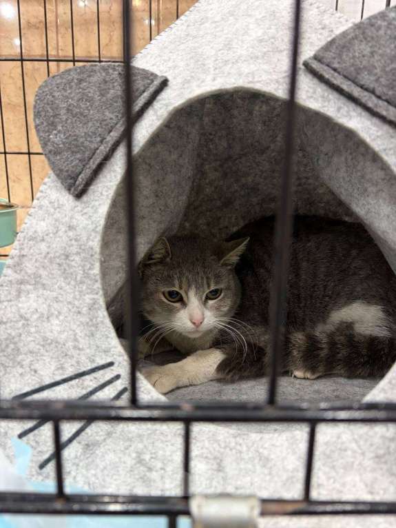 Кошки в Мурином: Красавица ищет свой дом Девочка, Бесплатно - фото 2