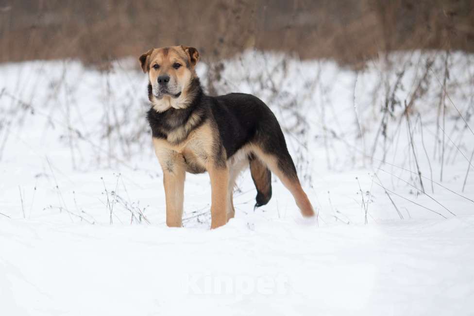Собаки в Москве: Самый добрый парень ждет в приюте Мальчик, Бесплатно - фото 2